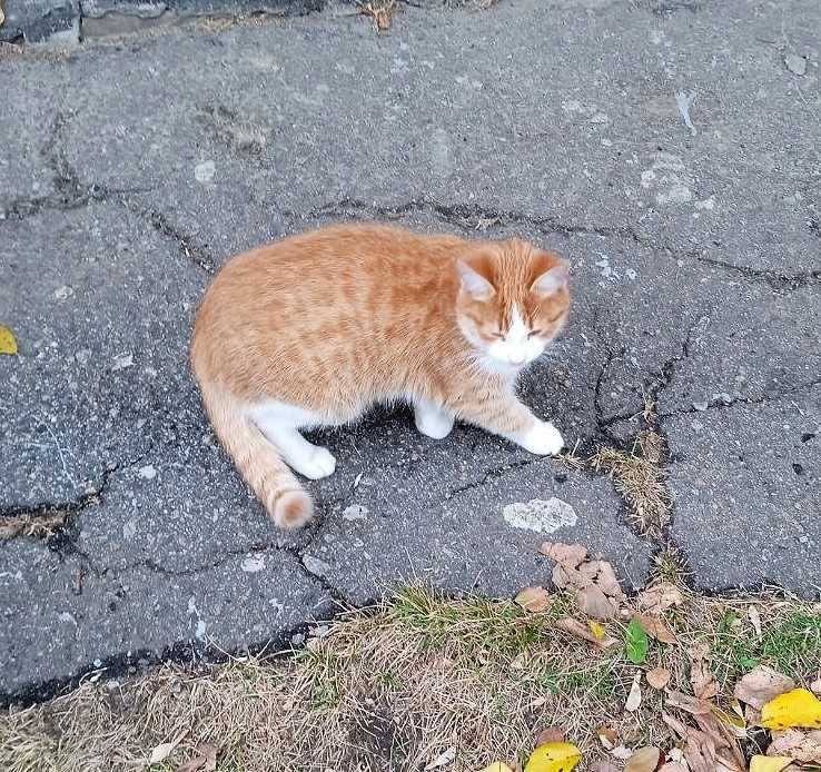 Милый молодой котик