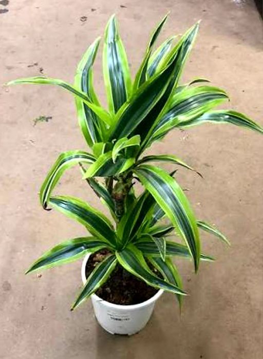 Драцена Лемон Лайм