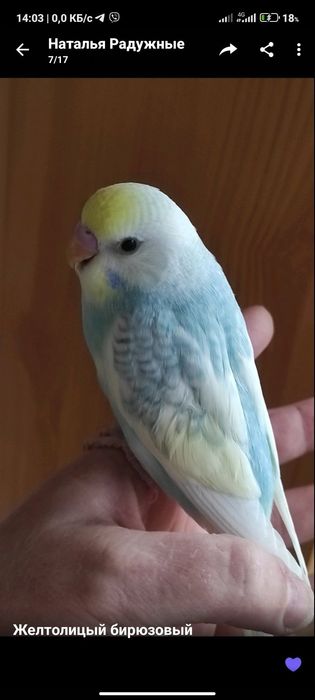 Хатні домашні улюбленці