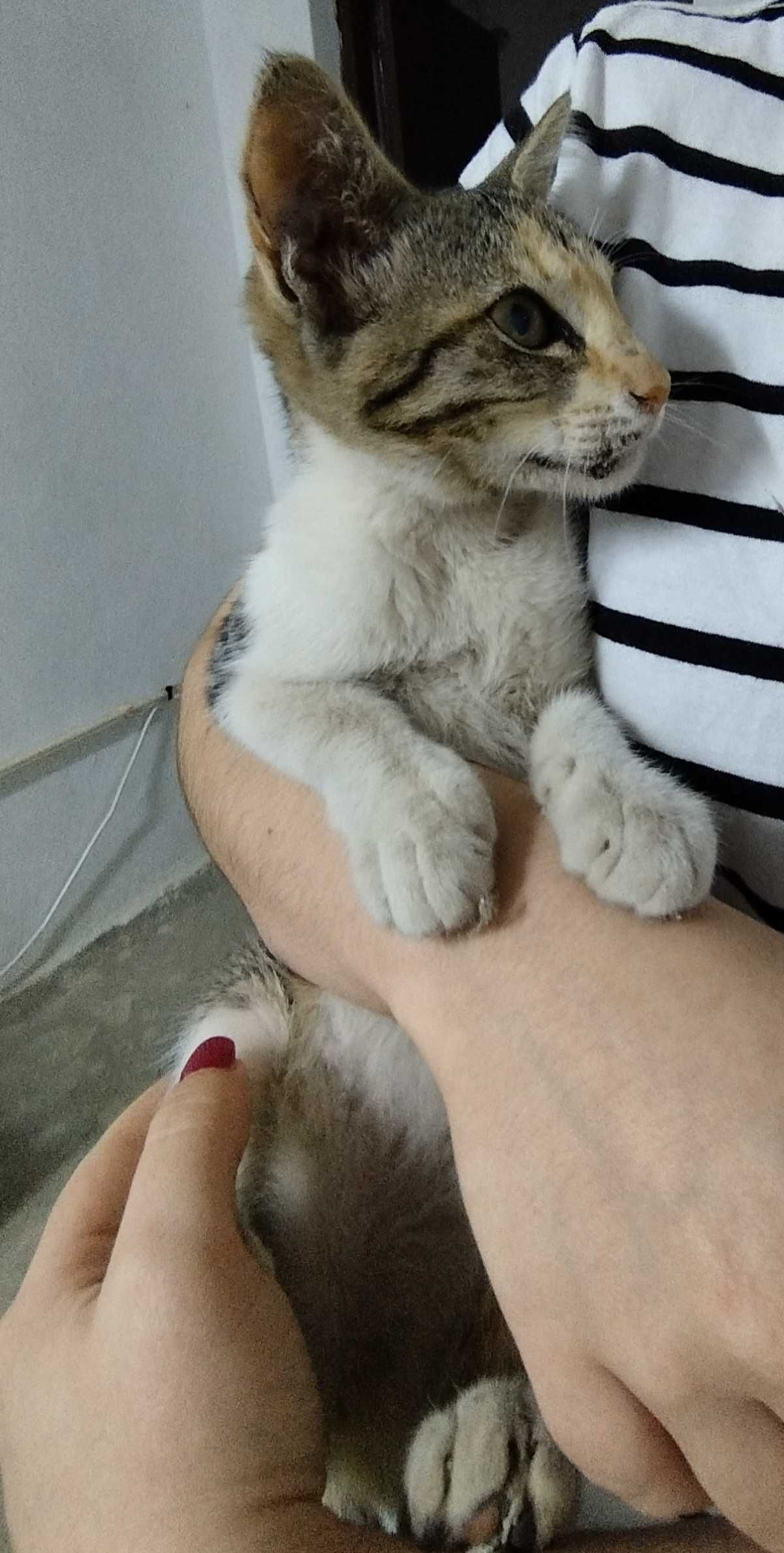 Gata bebé para adotar