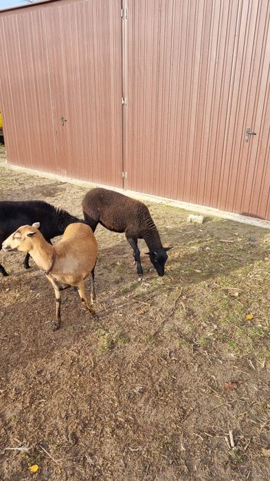 Sprzedam owcę mieszanka dorper barbados