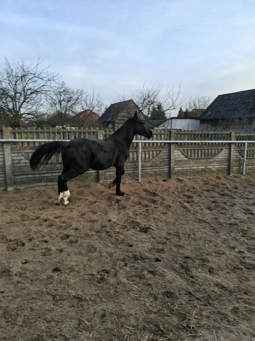 Konie Śląskie klacz