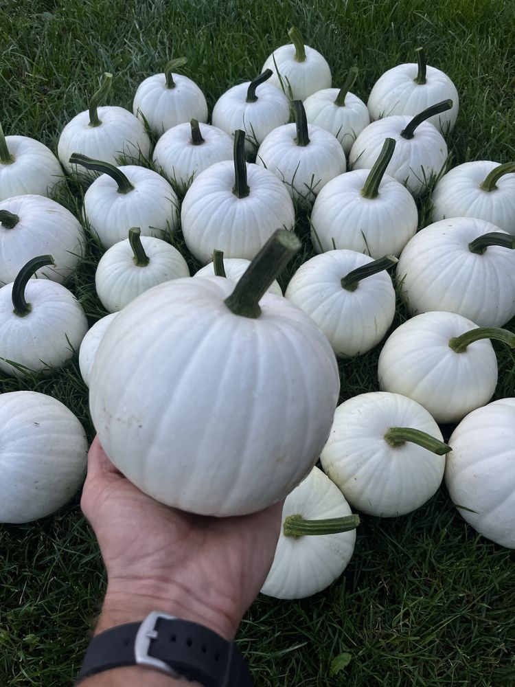 10 szt Biała dekoracyjna dynia ozdobna halloween