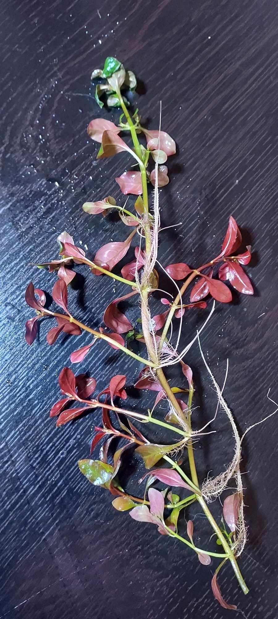 Rośliny akwariowe - Ludwigia RED