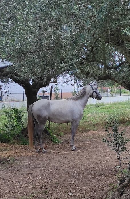 Égua PSL Veiga letra Q montada
