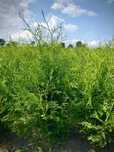 JESIENNA PROMOCJA !! Tuja Tuje Brabant 140-150 cm Sadzenie