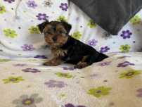 Yorkshire terrier machinho