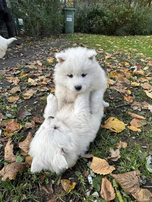 Suczka szczenię samoyed