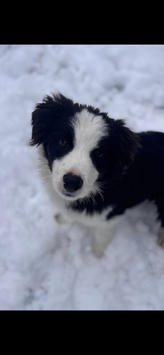 Border collie szczenię Zkwp/Fci