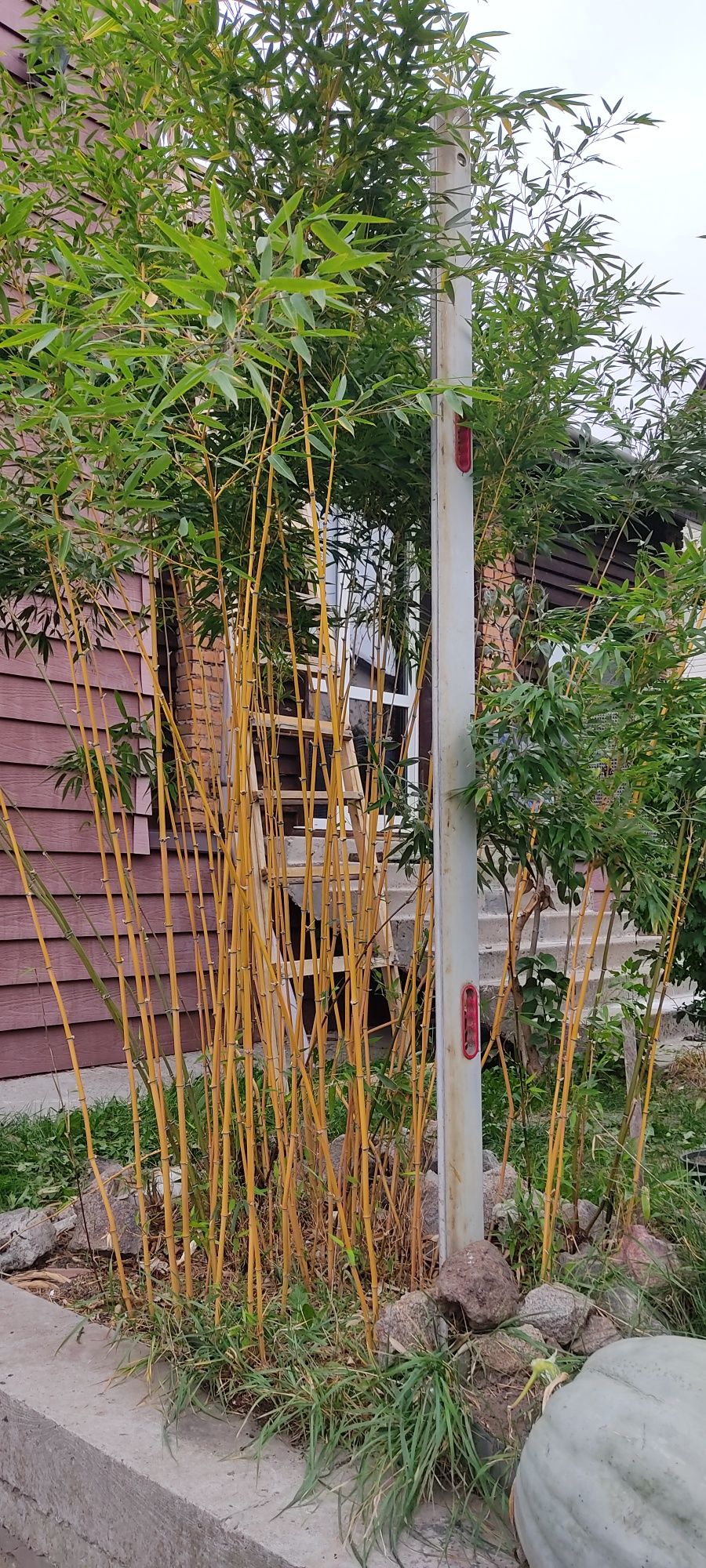 Зимостойкий золотий бамбук Phyllostachys aureosulcata 'Aureocaulis'