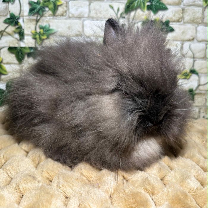 Króliczki miniaturki Karzełki Teddy