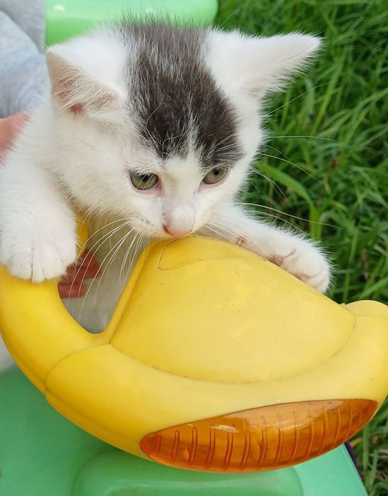 Милі  малята шукають дім