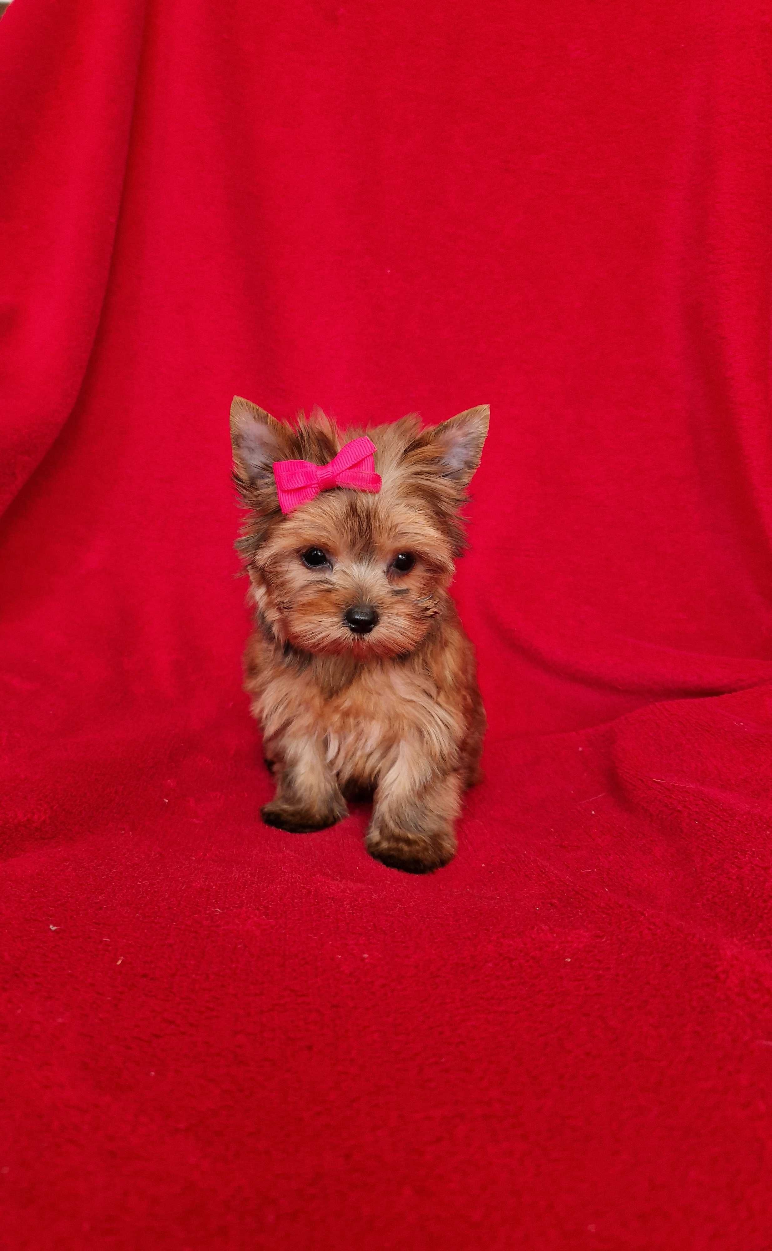 Yorkshire terrier malutka ruda suczka