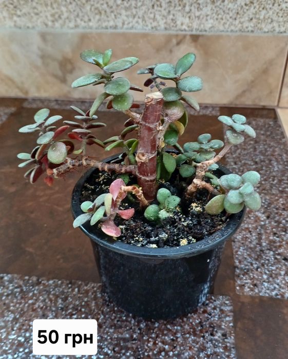 Вазон грошове дерево,  товстянка, крассула отава