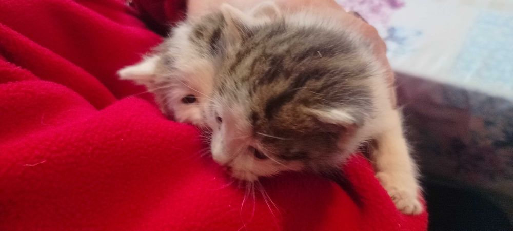 Oddam małe kotki Pilne