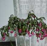 Шлюмбергера Баклі