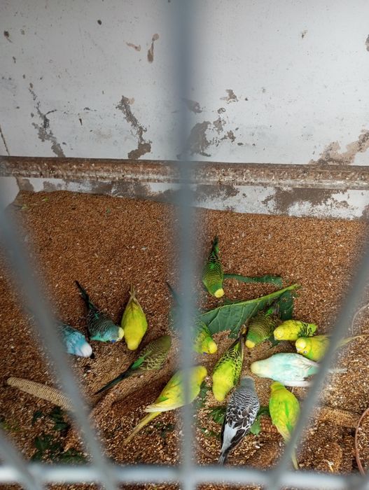 Periquitos ingleses novos e adultos