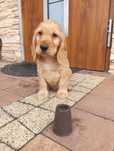 Cocker spaniel angielski -piesek