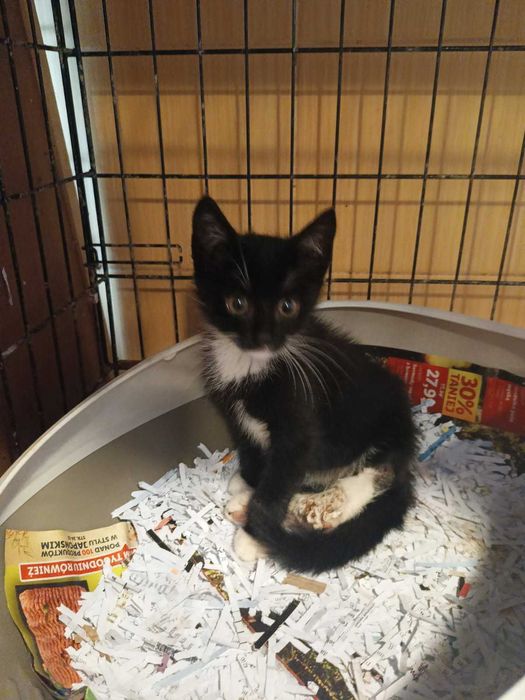 Kociaki polecają się do adopcji