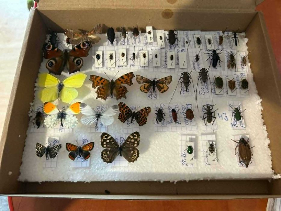 Kolekcja spreparowany owadów (40gat)