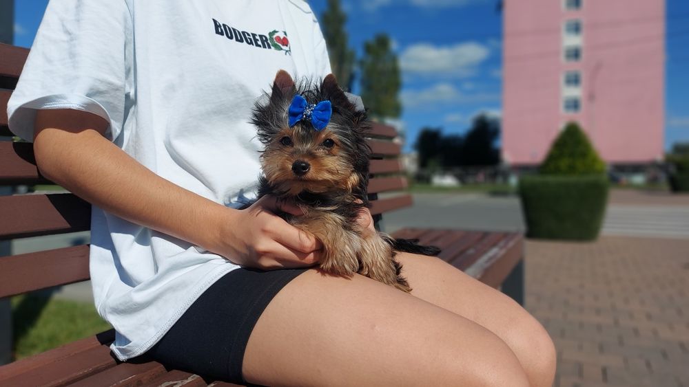 Міні йорк. Хлопчик малесенький.  Лагідний