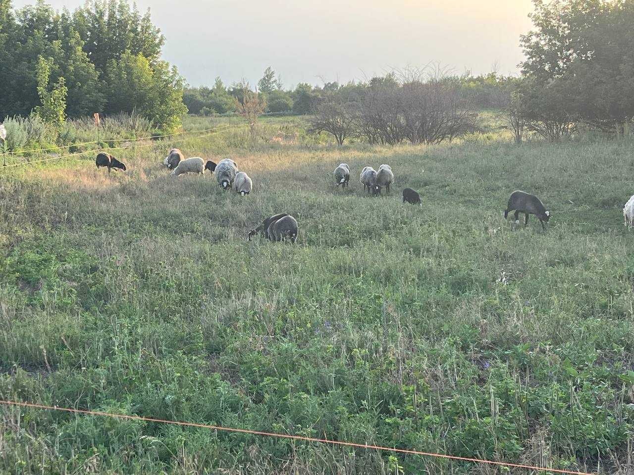 Продам ягнят романовской породы