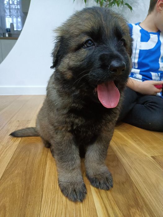 Owczarek staroniemiecki suczka