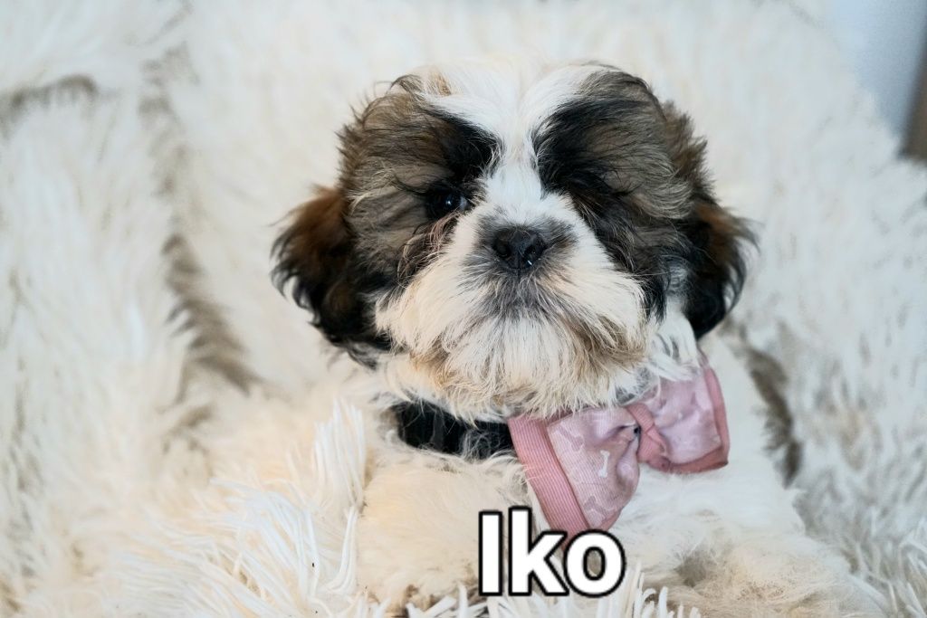 Shih-Tzu od zootechnika  i behawiorysty DNA