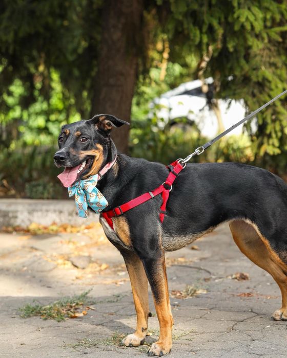 Разыскивается отвесвенная семья,для активной умной собачки