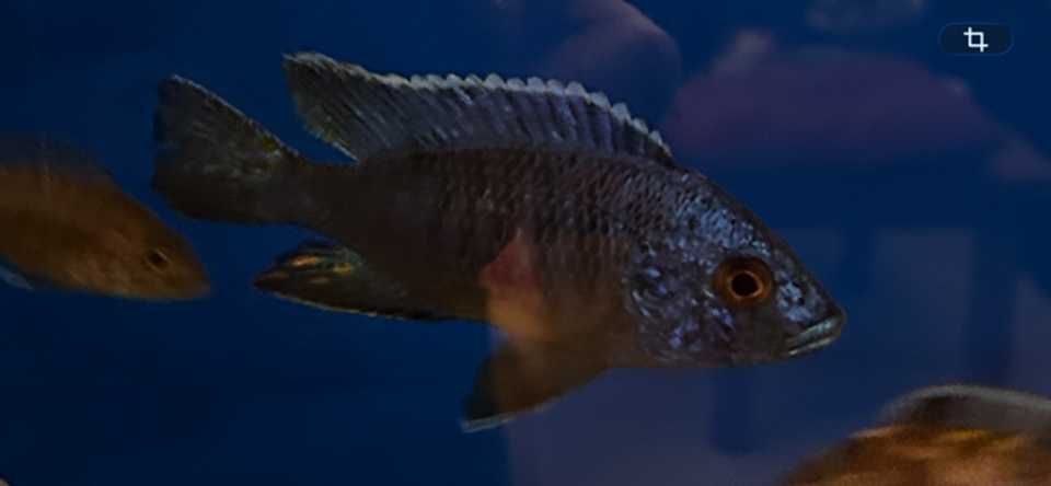 Aulonocara Chilumba Azul