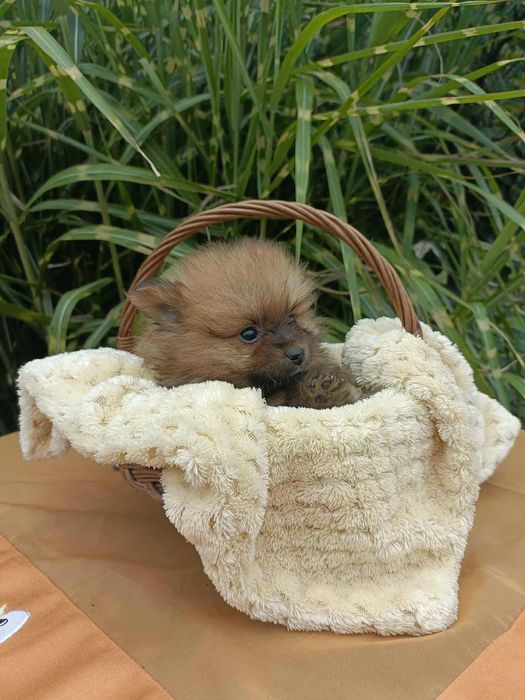 Wzorcowa suczka Małego Szpica niemieckiego rodzice FCI