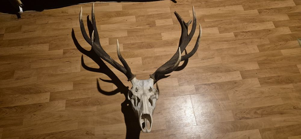 Duże poroże jelenia z czaszką