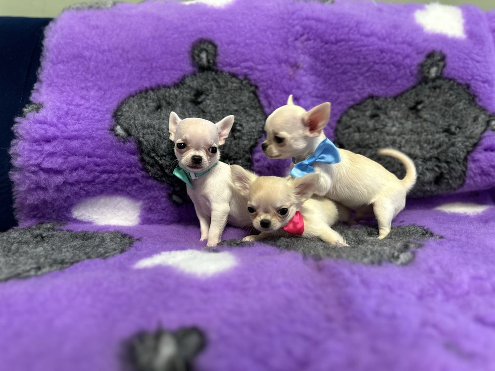 Chihuahua chlopiec szczenie FCI