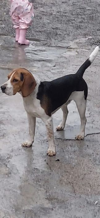 Beagle tricolor, macho