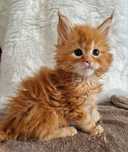 Maine Coon, kocurek, rodowód FPL