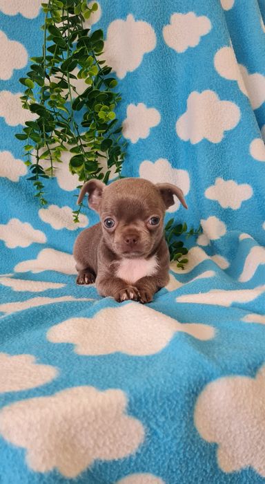 Excelente menina mini mini Chihuahua / Chiuaua de Qualidade