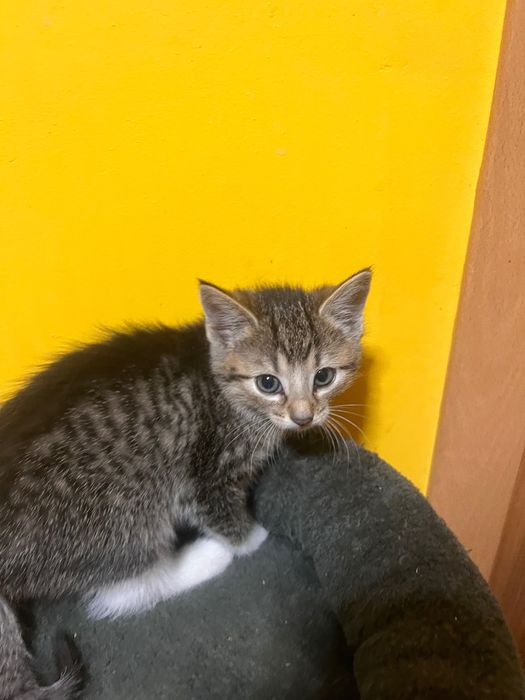 kotki do adopcji