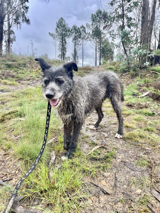 Cão tranquilo meigo