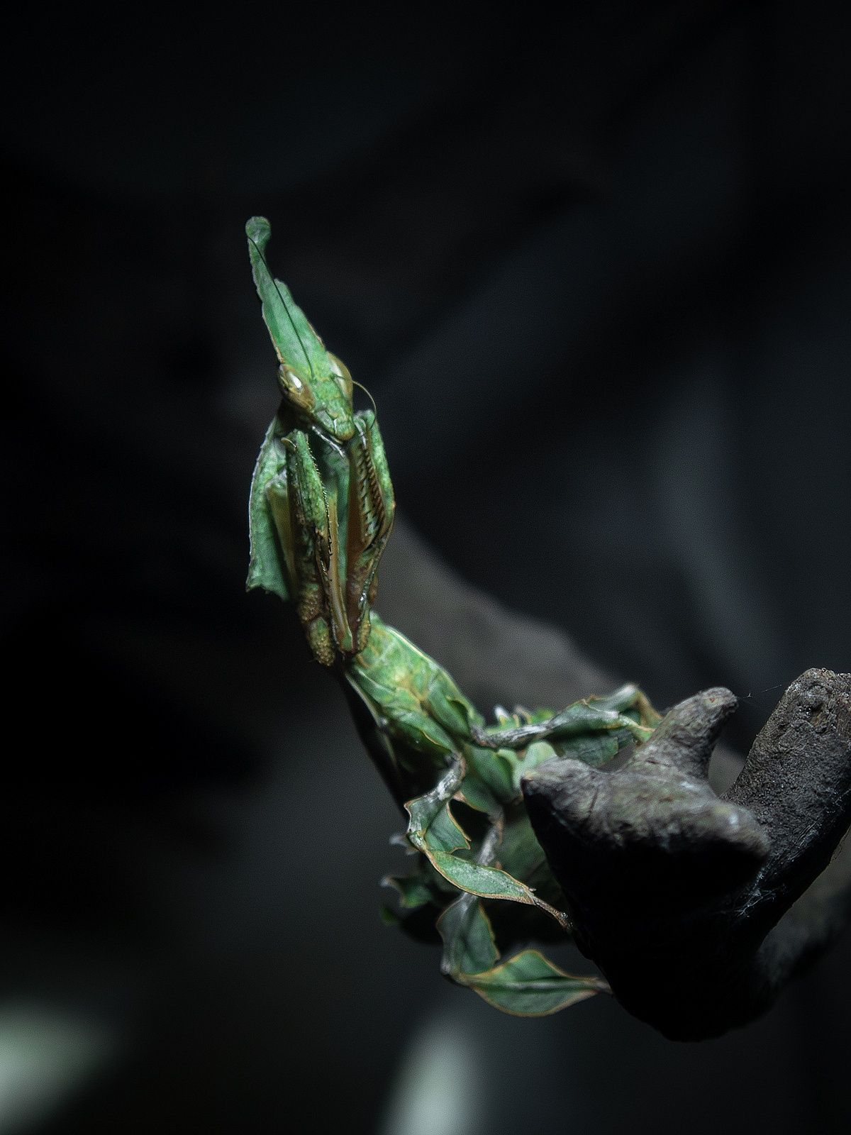 Phyllocrania paradoxa – modliszka liściogłowa  po zielonych L3/4