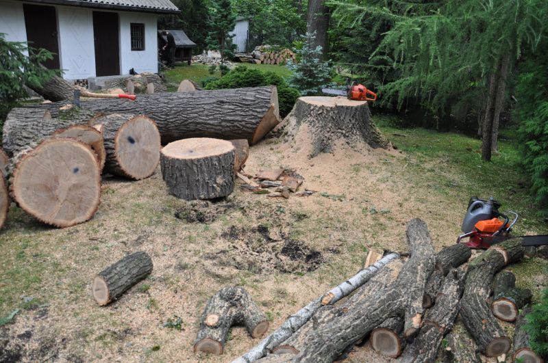 Wycinka i pielęgnacja drzew -Rybnik i okolice