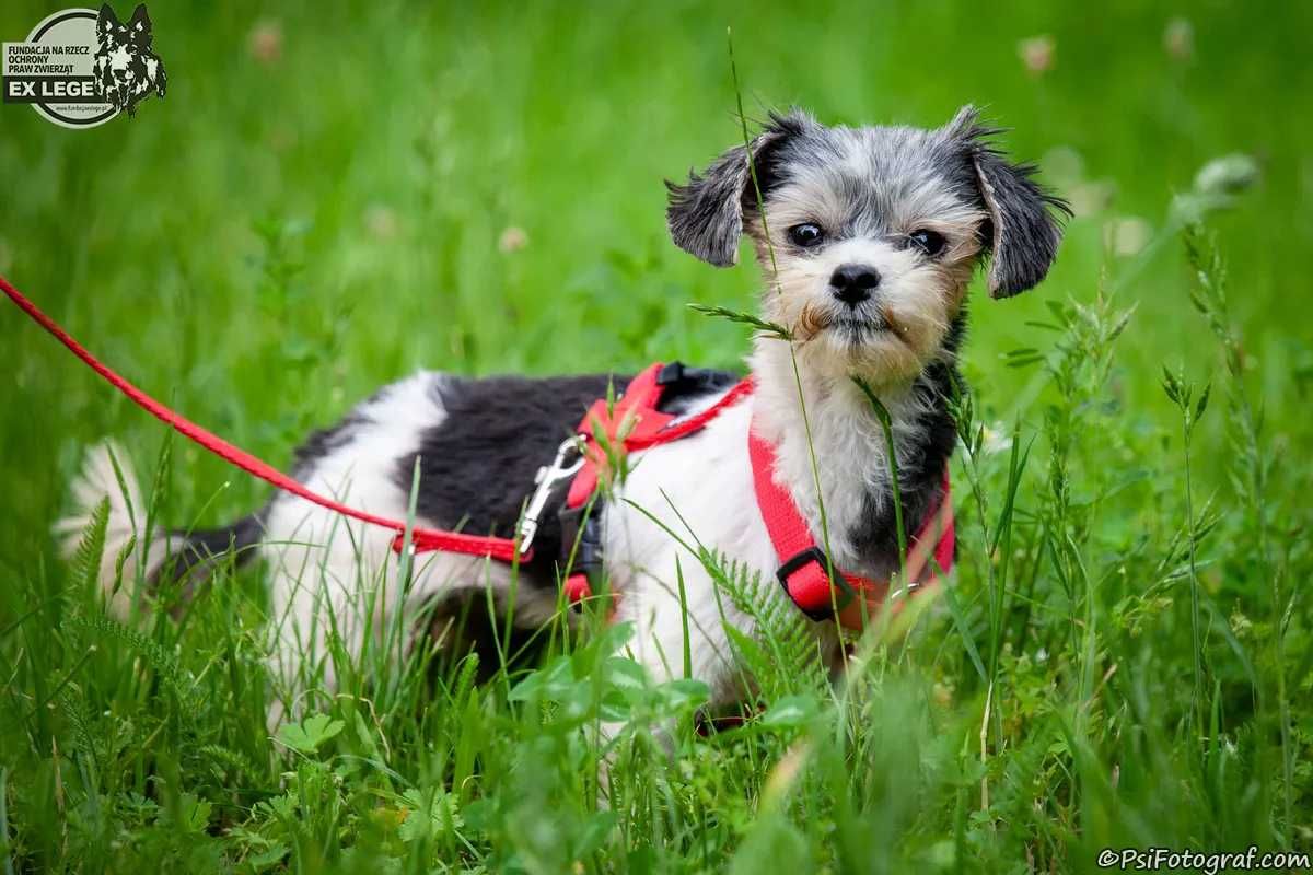 DAISY mała suczka szuka domu