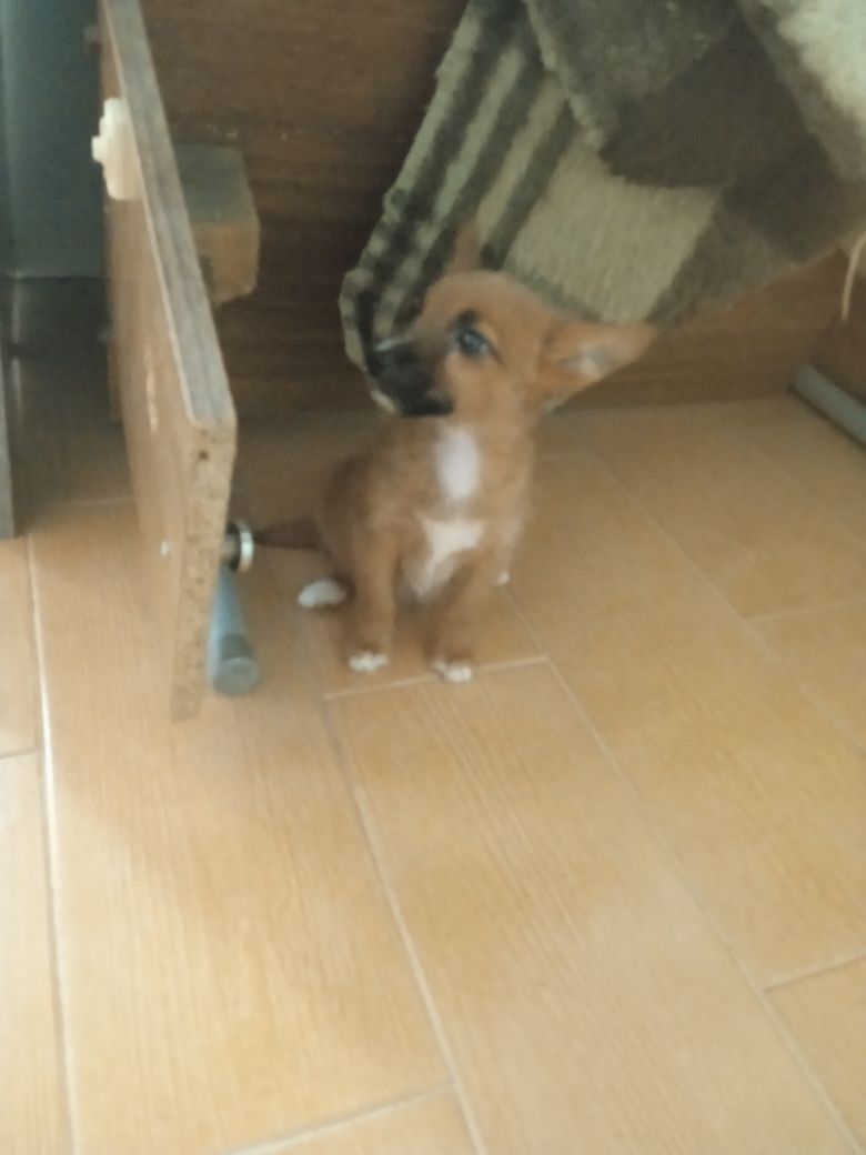 Cachorra X Pinscher