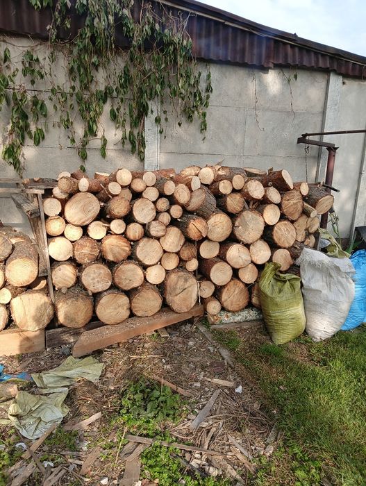 Drzewo Sosna pocięta poczytaj opis