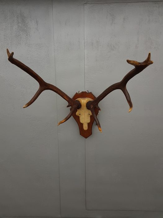 Рога роги оленя северного отличного состояния антикварные не дорого