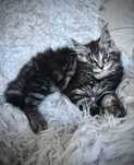 Maine Coon kocurek