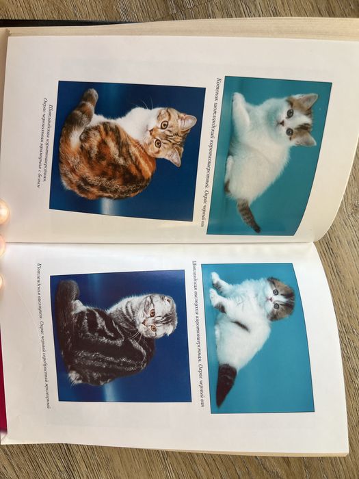 Книга Все о шотландской кошке Е. Шевченко