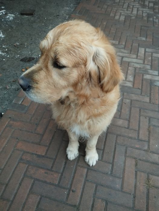 Золотистий ретрівер кобель для вязки