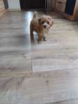Śliczny piesek Maltipoo hybryda F1