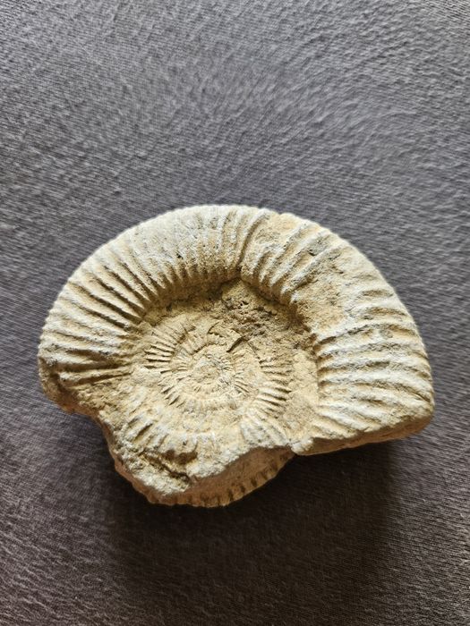 Skamielina odcisk amonit