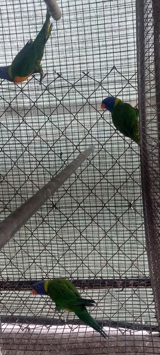 TRÊS Loris Molucanos 2025 sexados